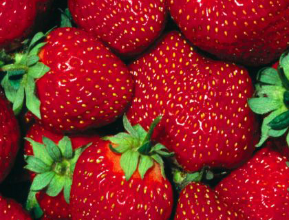 La fresa una de las frutas más deliciosas y que más beneficios, aporta nutrientes y mejora el estado de ánimo a al ser humano.